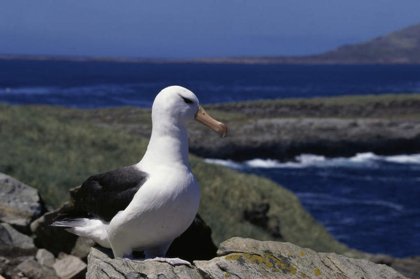 无人,站,横图,室外,白天,侧面,海浪,海洋,石头,美景,山,山脉,海鸟,鸟,信天翁,阴影,朦胧,模糊,光线,鸟类,石子,影子,景观,浪花,山峰,山峦,注视,一只,蓝色,蓝天,天空,阳光,自然,海水,群山,天,观察,看,站着,景色,晴朗,观看,察看,关注,自然风光,海景,万里无云,海鸳,黑眉信天翁,大海,风浪,海,海水的波动,近岸浪,石块,岩石,涌浪,晴空,晴空万里,站立,彩图,全身
