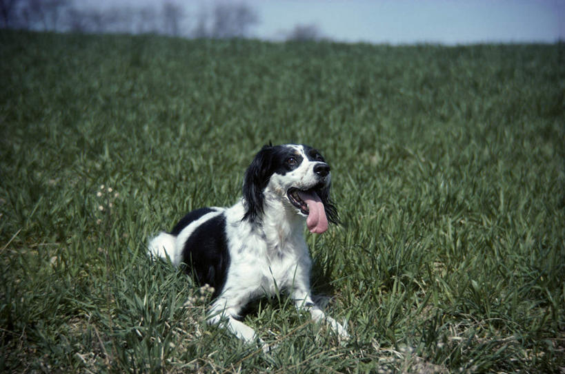 无人,横图,室外,白天,正面,草地,草坪,美景,植物,宠物,狗,阴影,朦胧,模糊,光线,影子,景观,注视,草,一只,蓝色,绿色,蓝天,天空,阳光,自然,动物,天,观察,看,趴着,张嘴,景色,可爱,晴朗,观看,察看,关注,自然风光,张大嘴巴,忠诚,万里无云,英国蹲猎犬,英国塞特犬,英国雪达犬,蹲猎犬,塞特犬,雪达犬,舌头,晴空,晴空万里,张开嘴,犬,趴,彩图,全身
