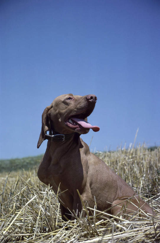无人,竖图,室外,白天,侧面,美景,植物,宠物,狗,阴影,枯萎,光线,影子,景观,枯草,猎犬,扭头,注视,草,一只,黄色,蓝色,蓝天,天空,阳光,自然,动物,天,观察,看,张嘴,转头,景色,可爱,晴朗,观看,察看,关注,自然风光,张大嘴巴,忠诚,万里无云,波音达犬,德国波音达犬,德国短毛波音达犬,德国短毛指示猎犬,德国短毛指示犬,舌头,晴空,晴空万里,张开嘴,犬,彩图,全身