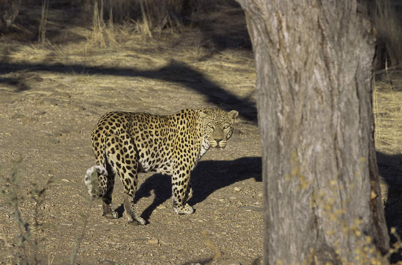 无人,站,横图,室外,白天,侧面,美景,植物,豹子,野生动物,阴影,枯萎,光线,影子,景观,枯草,树桩,扭头,注视,草,树,树干,一只,黄色,阳光,自然,动物,观察,看,站着,转头,木桩,景色,观看,察看,关注,自然风光,金钱豹,印度豹,凶猛,文豹,非洲猎豹,残暴,凶残,猎豹,花豹,豹,站立,彩图,全身