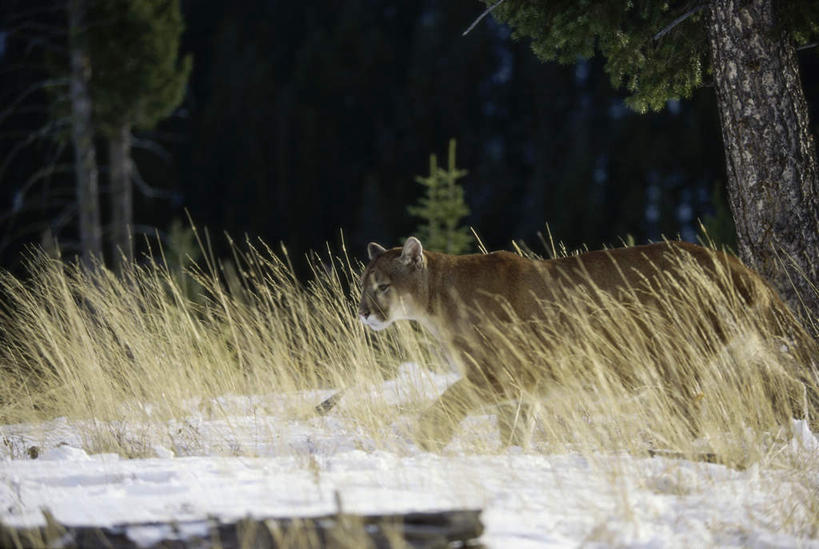 无人,走,横图,室外,白天,侧面,美景,植物,哺乳动物,野生动物,狮子,阴影,枯萎,光线,影子,景观,枯草,注视,草,一只,黄色,阳光,自然,动物,观察,看,景色,观看,察看,关注,自然风光,凶猛,美洲狮,山狮,残暴,凶残,步行,散步,走路,半身,彩图