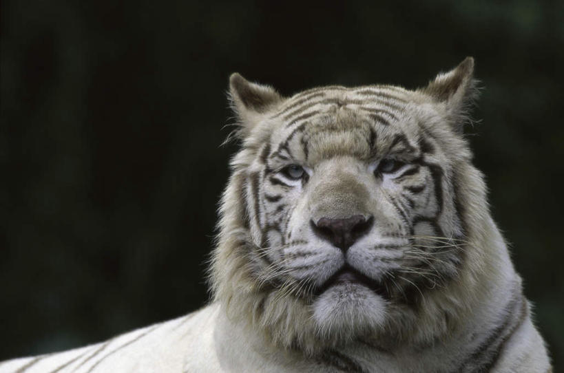 头,无人,横图,室内,特写,白天,正面,美景,哺乳动物,虎,野生动物,阴影,黑色背景,反射,影子,景观,注视,一只,自然,动物,观察,看,趴着,景色,摄影,影棚,观看,察看,关注,自然风光,孟加拉虎,凶猛,印度虎,残暴,凶残,头部,老虎,趴,彩图,影棚拍摄,拍摄