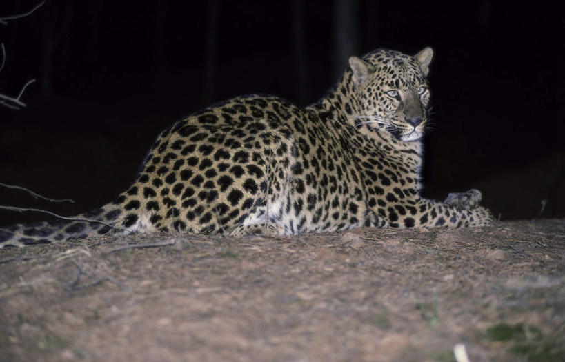 无人,横图,室外,夜晚,侧面,美景,豹子,野生动物,景观,树桩,注视,树,树干,一只,自然,动物,观察,看,趴着,木桩,景色,观看,察看,关注,自然风光,金钱豹,凶猛,文豹,残暴,凶残,花豹,豹,趴,彩图,全身