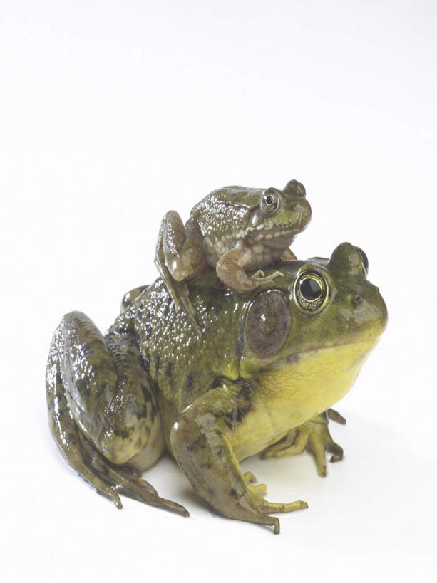 无人,家庭,竖图,室内,白天,白色背景,侧面,蟾蜍,野生动物,阴影,反射,影子,注视,动物,观察,看,趴着,两只,温暖,温馨,一家人,摄影,活泼,影棚,观看,和睦,察看,关注,蟾,癞蛤蟆,蛤蟆,趴,彩图,全身,影棚拍摄,拍摄,融洽