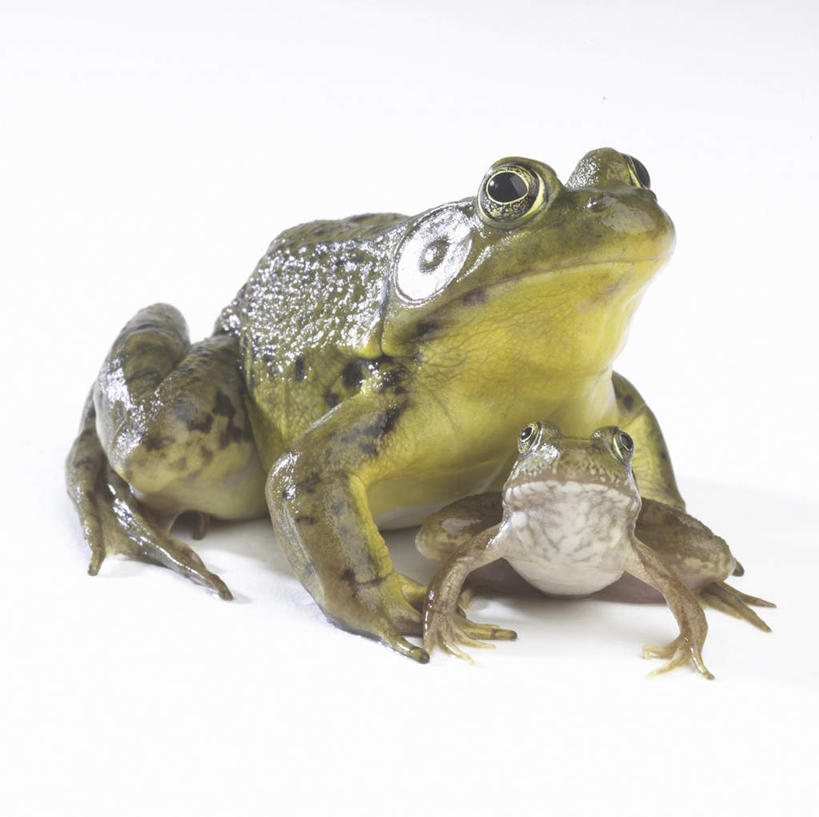 无人,家庭,横图,室内,白天,白色背景,正面,蟾蜍,野生动物,阴影,反射,影子,注视,动物,观察,看,趴着,两只,温暖,温馨,一家人,摄影,活泼,影棚,观看,和睦,察看,关注,蟾,癞蛤蟆,蛤蟆,趴,彩图,全身,影棚拍摄,拍摄,融洽