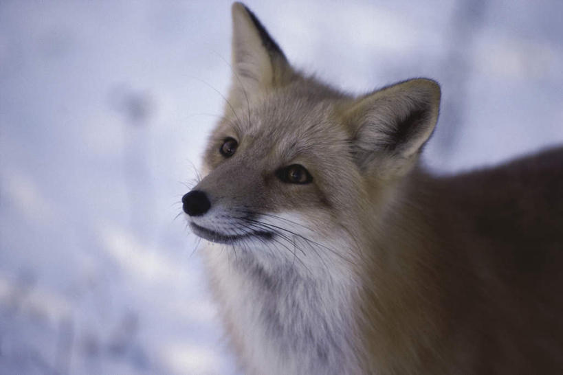 头,无人,站,横图,俯视,室外,特写,白天,美景,雪,大雪,狐狸,野生动物,阴影,朦胧,模糊,光线,影子,积雪,景观,雪景,冬季,冬天,注视,一只,阳光,自然,动物,观察,看,站着,景色,寒冷,观看,察看,关注,自然风光,狡猾,严寒,狡诈,火狐,头部,红狐,赤狐,草狐,抬头,仰头,站立,半身,彩图,高角度拍摄