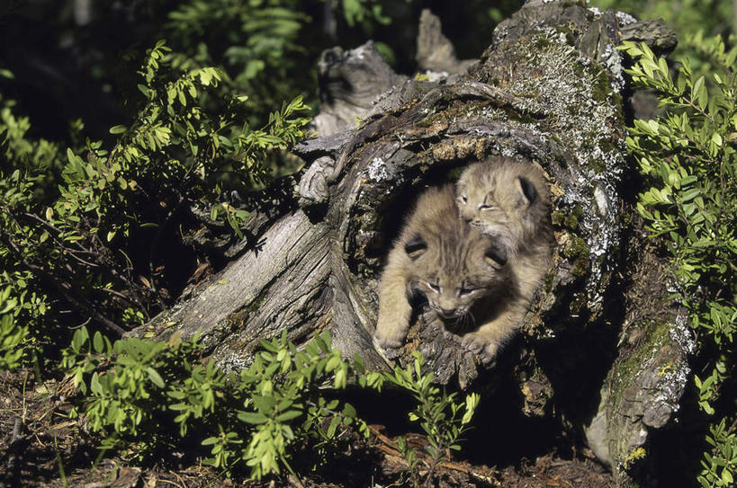 无人,站,抱,横图,室外,白天,正面,美景,植物,哺乳动物,野生动物,阴影,光线,影子,洞,景观,枝条,注视,树,树木,树枝,阳光,自然,动物,观察,看,站着,两只,景色,洞穴,抱着,观看,察看,搂着,关注,自然风光,山猫,猞猁,凶猛,穴,林曳,马猞猁,猞猁狲,猞狮,虬枝,枝杈,残暴,凶残,搂,搂抱,站立,半身,彩图,加拿大猞猁