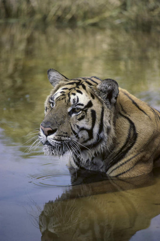 无人,走,竖图,室外,白天,侧面,草地,草坪,河流,美景,水,植物,虎,野生动物,阴影,波纹,朦胧,模糊,光线,影子,河水,景观,水流,涟漪,注视,草,一只,绿色,倒影,水纹,阳光,自然,动物,波浪,观察,看,景色,观看,察看,倒映,关注,自然风光,凶猛,白虎,水晕,反照,白老虎,残暴,凶残,老虎,步行,走路,半身,彩图