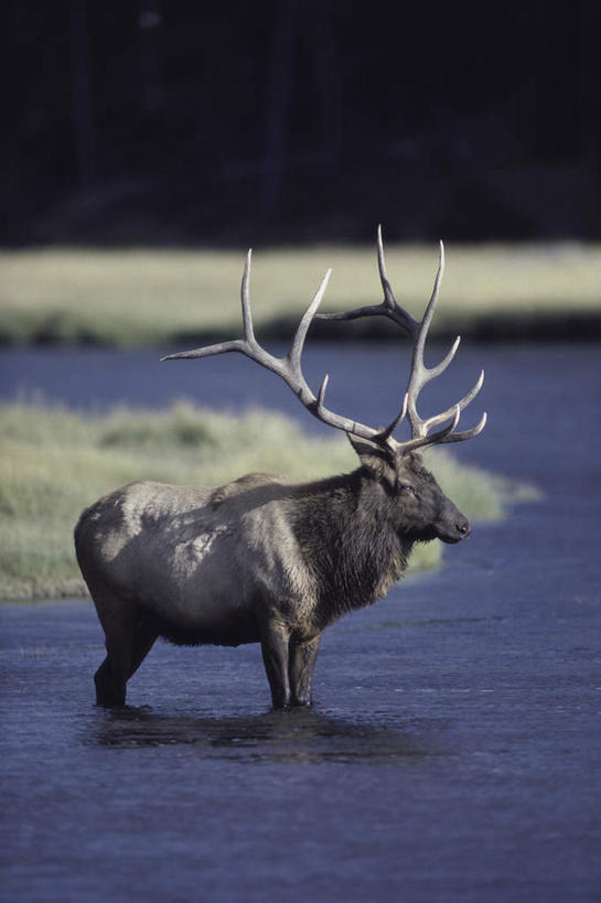 无人,站,竖图,室外,白天,侧面,草地,草坪,河流,美景,水,植物,哺乳动物,鹿,野生动物,阴影,光线,影子,河水,景观,水流,注视,草,一只,绿色,阳光,自然,动物,观察,看,站着,景色,可爱,活泼,观看,察看,关注,自然风光,四不像,大卫神父鹿,四不象,麋鹿,站立,彩图,全身