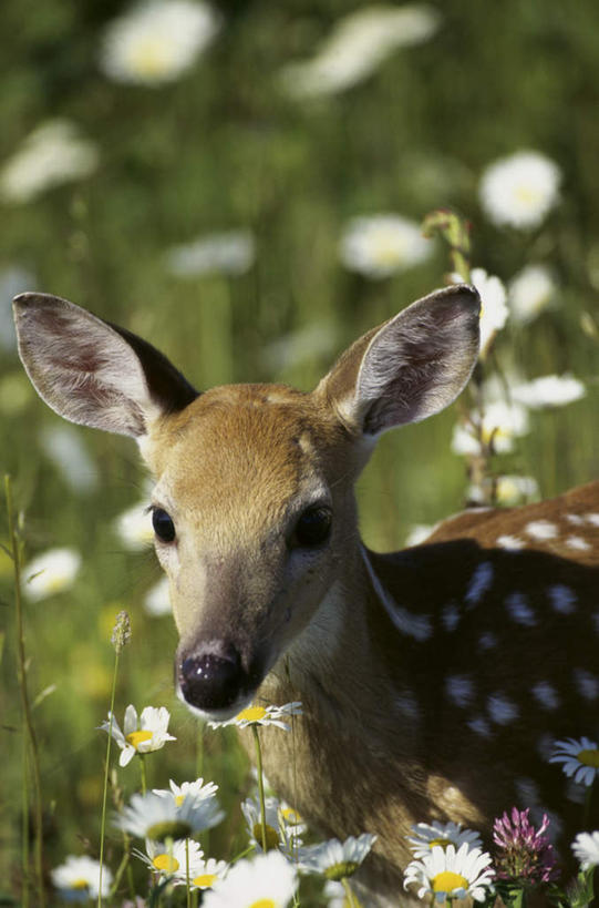 头,无人,站,竖图,室外,特写,白天,正面,草地,草坪,花海,花圃,美景,植物,哺乳动物,鹿,野生动物,叶子,阴影,朦胧,模糊,盛开,光线,影子,景观,花蕾,注视,草,花,花瓣,花朵,花卉,鲜花,一只,绿色,白色,阳光,自然,动物,花丛,花束,花田,花苞,花蕊,观察,看,站着,景色,可爱,活泼,观看,察看,关注,自然风光,白尾鹿,维基尼亚鹿,维吉尼亚鹿,头部,站立,半身,彩图