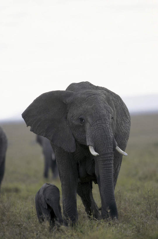 无人,家庭,走,竖图,室外,白天,正面,草地,草坪,美景,植物,哺乳动物,大象,野生动物,非洲,肯尼亚,幼小,两头,阴影,朦胧,模糊,光线,影子,景观,非洲象,草,绿色,阳光,自然,动物,温暖,温馨,一家人,景色,和睦,自然风光,阿非利加洲,肯尼亚共和国,象,步行,散步,走路,彩图,全身,融洽