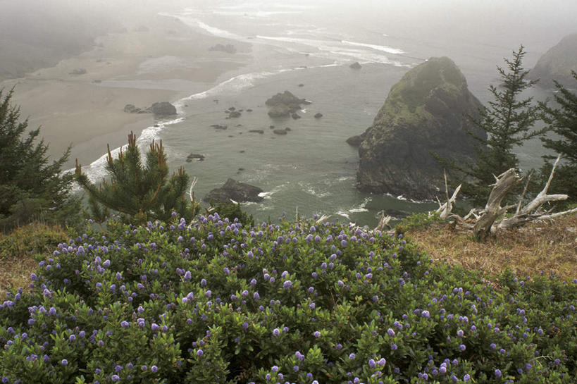 无人,横图,俯视,航拍,室外,白天,旅游,度假,草地,草坪,河流,美景,山,山脉,水,植物,雾,棕榈树,鸟,叶子,美国,朦胧,模糊,鸟类,河水,景观,山峰,水流,绿叶,山峦,娱乐,草,树,树木,绿色,自然,群山,享受,休闲,嫩叶,景色,放松,生长,成长,迷雾,北美,北美洲,鸟瞰,自然风光,美洲,棕榈叶,俄勒冈州,俄勒冈,北亚美利加洲,亚美利加洲,落日之州,水獭之州,海狸州,暴雪鹱,鹱,叶,叶片,大雾,彩图,高角度拍摄