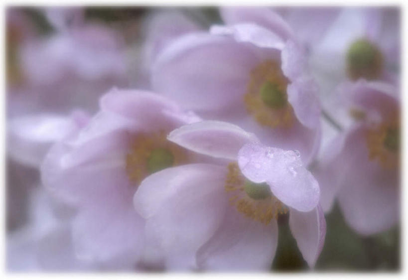 无人,横图,室外,特写,白天,正面,美景,阴影,朦胧,模糊,盛开,光线,影子,景观,花蕾,花,花瓣,花朵,鲜花,粉色,白色,阳光,自然,花苞,花蕊,景色,银莲花,自然风光,银莲,复活节花,彩图