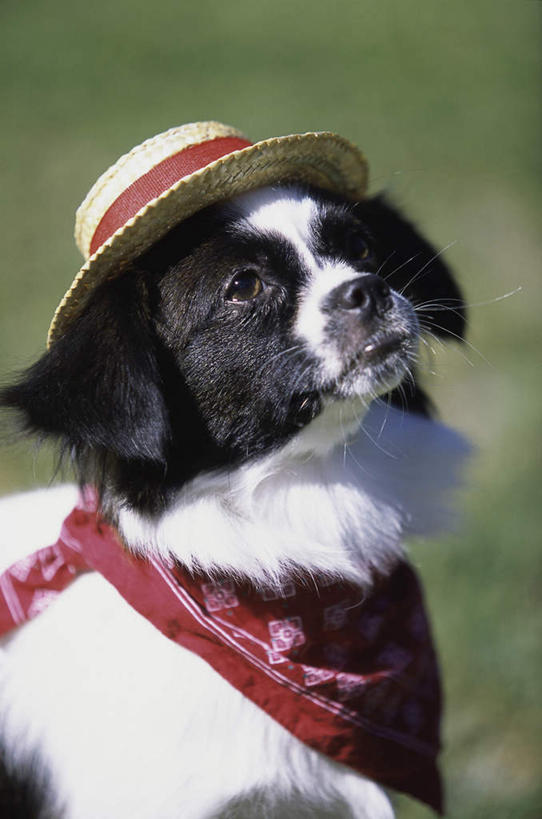 无人,坐,竖图,室外,白天,正面,草地,草坪,植物,宠物,狗,帽子,阴影,朦胧,模糊,装饰,光线,草帽,影子,注视,领巾,草,一只,绿色,阳光,动物,围巾,观察,看,可爱,牧羊犬,观看,华丽,修饰,点缀,察看,关注,边境牧羊犬,忠诚,衬托,美观,雅致,雅观,一顶,边境柯利牧羊犬,博德牧羊犬,犬,抬头,仰头,坐着,半身,彩图