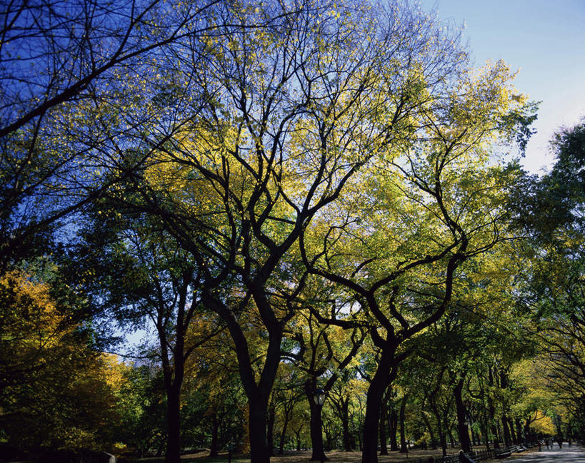 无人,横图,室外,白天,仰视,度假,美景,植物,城市风光,城市,路灯,照明,纽约,美国,阴影,光线,影子,景观,灯光,曼哈顿,枝条,娱乐,灯,树,树木,树枝,蓝色,绿色,蓝天,天空,阳光,自然,天,享受,休闲,景色,放松,生长,晴朗,成长,照亮,北美,北美洲,照明设备,美洲,中央公园,纽约中央公园,纽约州,万里无云,帝国之州,帝国州,北亚美利加洲,亚美利加洲,虬枝,枝杈,晴空,晴空万里,彩图,低角度拍摄,曼哈顿岛