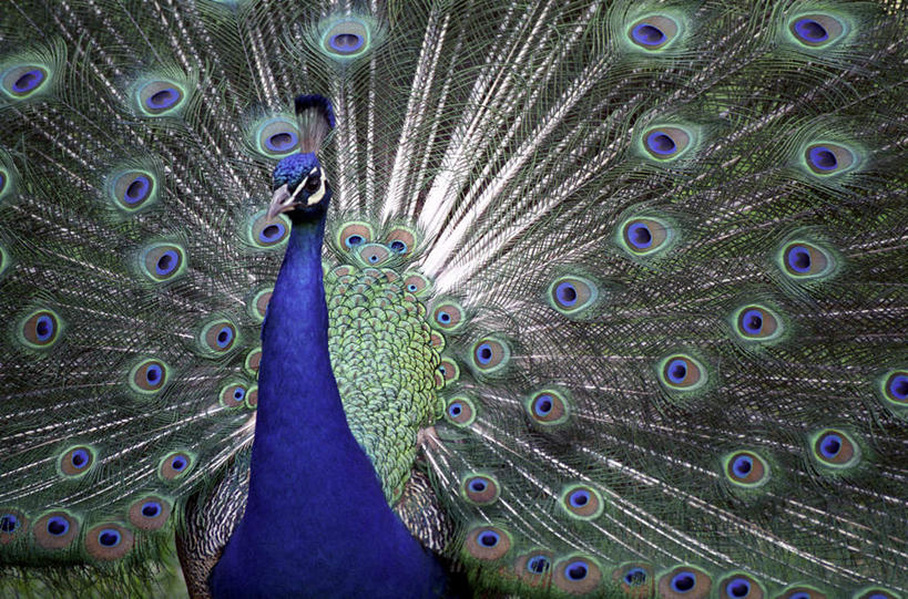 无人,站,横图,室外,特写,白天,正面,美景,孔雀,鸟,野生动物,鸟类,景观,美丽,注视,一只,蓝色,自然,动物,观察,看,站着,景色,可爱,活泼,观看,吉祥,察看,关注,自然风光,华贵,善良,越鸟,百鸟之王,站立,半身,彩图