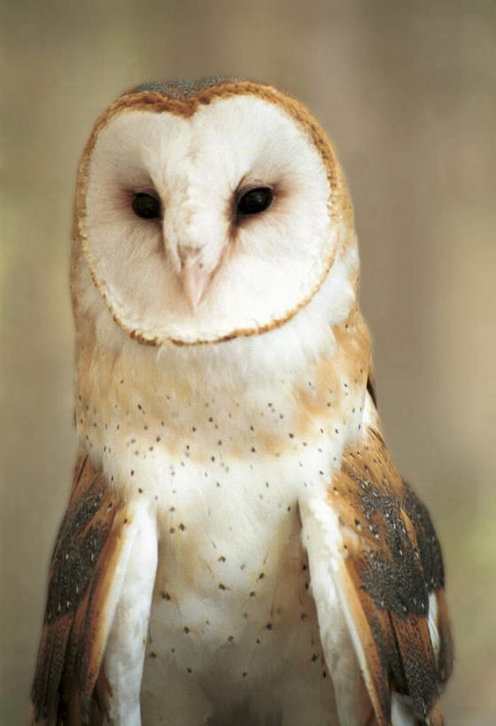 无人,站,竖图,室外,特写,白天,正面,美景,猫头鹰,鸟,野生动物,朦胧,模糊,鸟类,景观,注视,一只,白色,自然,动物,观察,看,站着,景色,观看,察看,谷仓猫头鹰,关注,自然风光,凶猛,残暴,凶残,鸮,枭,站立,半身,彩图