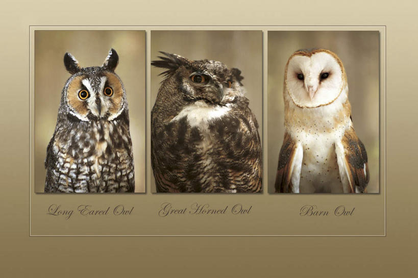 无人,站,横图,照片,室外,特写,白天,正面,猫头鹰,鸟,野生动物,静物,三只,一排,整齐,传递,信息,英文,鸟类,标志,文字,邮件,字符,字母,三张,联系,标识,排列,动物,站着,联络,邮递,通信,摄影,信件,英文字母,谷仓猫头鹰,队列,凶猛,邮政,长耳枭,大雕鸮,残暴,凶残,相片,鸮,枭,站立,半身,彩图,拍摄,照相