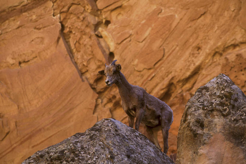 无人,站,横图,室外,白天,仰视,旅游,度假,石头,美景,野生动物,羊,美国,石子,景观,注视,娱乐,一只,自然,动物,观察,看,站着,享受,休闲,景色,放松,可爱,活泼,观看,察看,北美,北美洲,犹他州,关注,自然风光,美洲,大角羊,圆顶礁国家公园,沉积岩,北亚美利加洲,亚美利加洲,犹他,蜂窝之州,蜂房州,盘角羊,盘羊,国会礁脉国家公园,水成岩,国会礁国家公园,石块,岩石,站立,彩图,低角度拍摄,全身