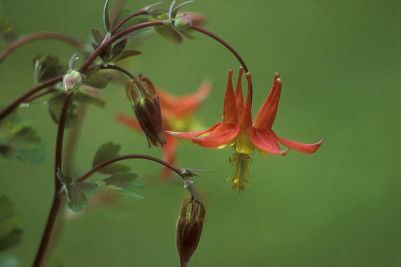无人,横图,室外,特写,白天,正面,美景,叶子,朦胧,模糊,盛开,景观,绿叶,花蕾,花,花瓣,花朵,鲜花,红色,自然,花苞,花蕊,嫩叶,景色,自然风光,坚持,耧斗菜,猫爪花,叶,叶片,彩图