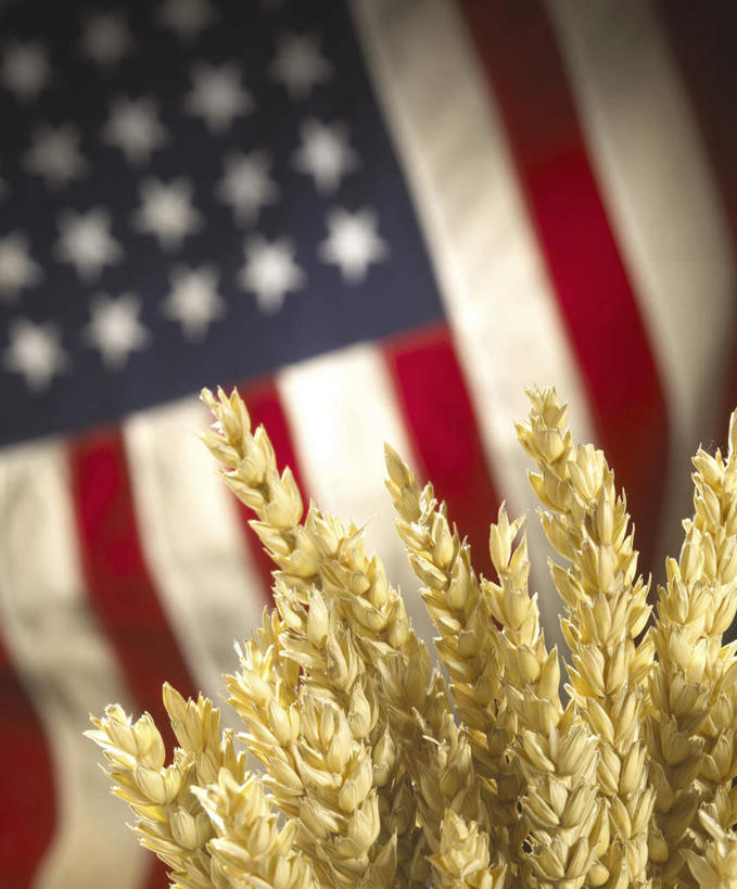 无人,竖图,室外,特写,白天,正面,农作物,小麦,旗帜,国旗,一面,条纹,朦胧,模糊,星星,谷物,星条旗,红色,蓝色,白色,星形,美国国旗,麦子,五角形,旗,五角星,彩图,美利坚合众国国旗