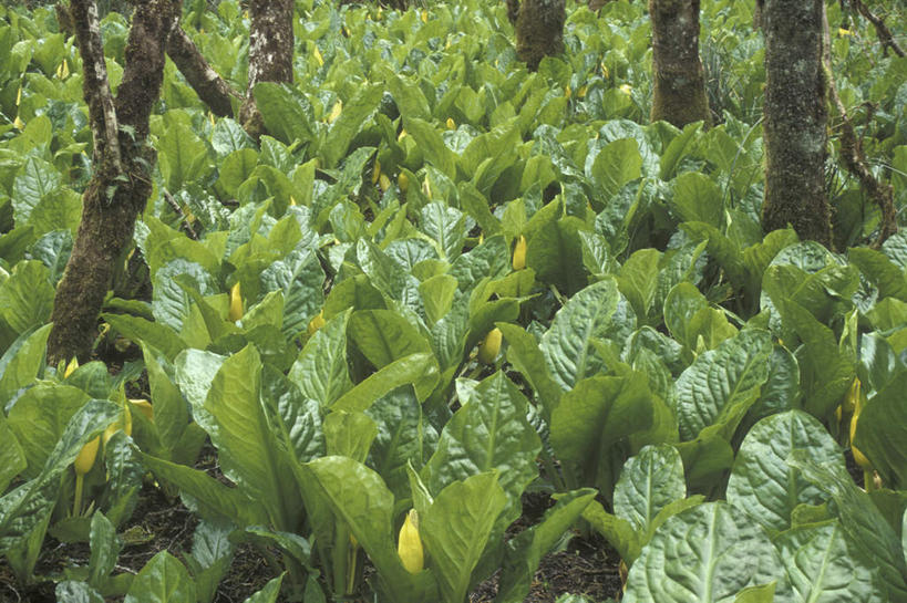 无人,横图,俯视,室外,白天,旅游,度假,美景,森林,树林,植物,叶子,美国,朦胧,模糊,景观,绿叶,树桩,草药,药草,娱乐,中药,树,树干,树木,绿色,自然,享受,休闲,嫩叶,木桩,景色,放松,生长,成长,北美,北美洲,有毒,自然风光,美洲,药材,中草药,俄勒冈州,中药材,本草,俄勒冈,北亚美利加洲,亚美利加洲,落日之州,水獭之州,海狸州,臭菘,叶,叶片,彩图,高角度拍摄