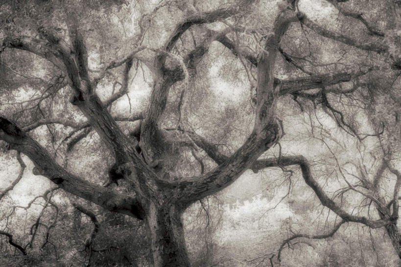 无人,横图,室外,白天,仰视,旅游,度假,美景,植物,朦胧,模糊,景观,树桩,枝条,娱乐,树,树干,树木,树枝,绿色,自然,享受,休闲,木桩,景色,放松,生长,成长,自然风光,橡树,虬枝,枝杈,沼生橡树,彩图,低角度拍摄