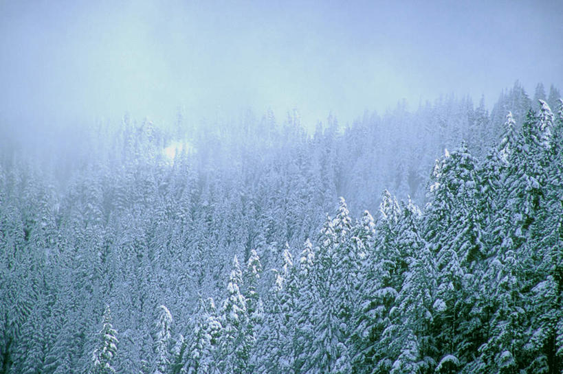 无人,公园,横图,俯视,室外,白天,旅游,度假,美景,森林,树林,雪,植物,雾,大雪,华盛顿,美国,朦胧,模糊,积雪,景观,雪景,冬季,冬天,娱乐,树,树木,绿色,自然,享受,休闲,景色,放松,寒冷,生长,成长,迷雾,北美,北美洲,国家公园,自然风光,美洲,华盛顿州,奥林匹克国家公园,首府,常绿之州,常青州,北亚美利加洲,亚美利加洲,严寒,奥林匹亚,奥林比亚,奥林佩亚,奥林匹克半岛,奥林匹亚国家公园,奥林比亚国家公园,奥林佩亚国家公园,大雾,彩图,高角度拍摄