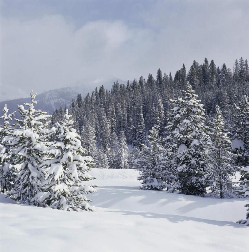 无人,竖图,室外,白天,正面,旅游,度假,美景,森林,山,树林,雪,雪山,植物,大雪,城市,美国,阴影,光线,影子,冰,积雪,景观,山峰,雪景,云,云朵,冬季,冬天,山峦,云彩,娱乐,树,树木,蓝色,绿色,白云,蓝天,天空,阳光,自然,天,享受,休闲,景色,放松,寒冷,生长,晴朗,成长,冰冷,北美,北美洲,自然风光,美洲,爱达荷州,北亚美利加洲,亚美利加洲,严寒,冰凉,酷寒,凛冽,凛凛,极冷,爱达荷,爱达华州,宝石之州,宝石州,太阳谷,森瓦利,谷峰会,晴空,彩图