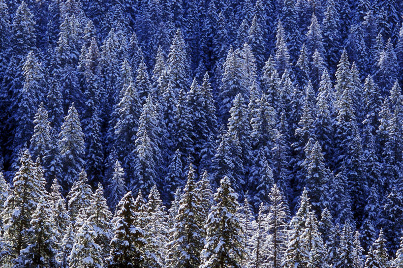 无人,横图,俯视,室外,白天,旅游,度假,美景,森林,树林,雪,植物,大雪,美国,阴影,光线,影子,积雪,景观,雪景,冬季,冬天,娱乐,树,树木,绿色,阳光,自然,享受,休闲,景色,放松,寒冷,茂盛,生长,成长,繁茂,北美,北美洲,犹他州,自然风光,美洲,北亚美利加洲,亚美利加洲,犹他,蜂窝之州,蜂房州,严寒,兴旺,昌盛,昌隆,畅旺,发达,蕃芜,繁盛,富强,隆盛,蓬勃,旺盛,兴隆,兴盛,郁勃,彩图,高角度拍摄