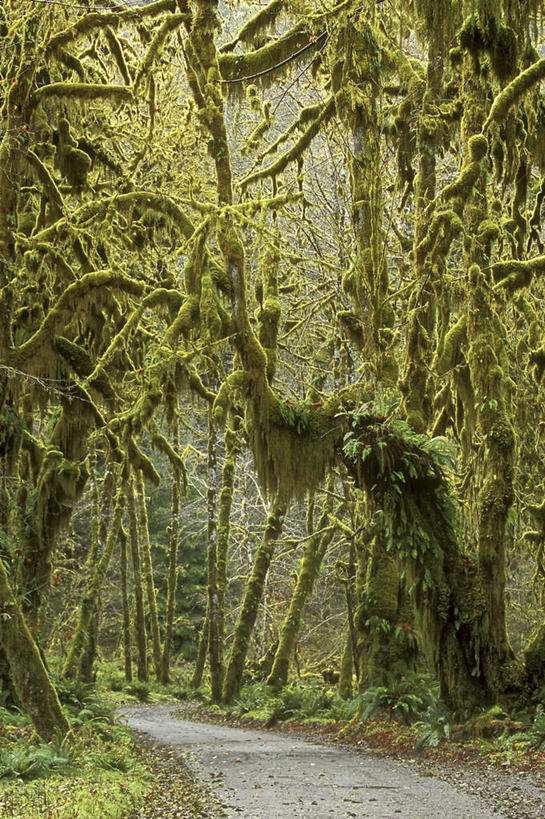 无人,公园,竖图,室外,白天,正面,旅游,度假,美景,森林,树林,植物,道路,路,华盛顿,美国,景观,小路,青苔,树桩,苔藓,交通,娱乐,树,树干,树木,绿色,自然,享受,休闲,木桩,景色,放松,乡间小路,生长,成长,北美,北美洲,国家公园,自然风光,美洲,华盛顿州,奥林匹克国家公园,首府,常绿之州,常青州,北亚美利加洲,亚美利加洲,奥林匹亚,奥林比亚,奥林佩亚,奥林匹克半岛,奥林匹亚国家公园,奥林比亚国家公园,奥林佩亚国家公园,彩图