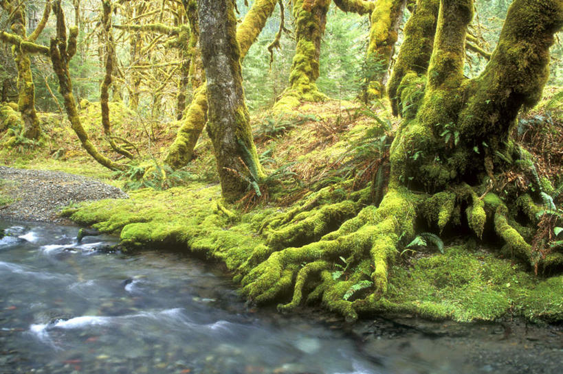 无人,公园,横图,俯视,室外,白天,旅游,度假,河流,石头,美景,森林,树林,水,植物,华盛顿,美国,石子,河水,景观,水流,青苔,苔藓,娱乐,树,树木,绿色,小溪,自然,溪水,享受,休闲,景色,放松,生长,成长,北美,北美洲,国家公园,自然风光,美洲,华盛顿州,奥林匹克国家公园,首府,常绿之州,常青州,北亚美利加洲,亚美利加洲,奥林匹亚,奥林比亚,奥林佩亚,奥林匹克半岛,奥林匹亚国家公园,奥林比亚国家公园,奥林佩亚国家公园,石块,岩石,彩图,高角度拍摄