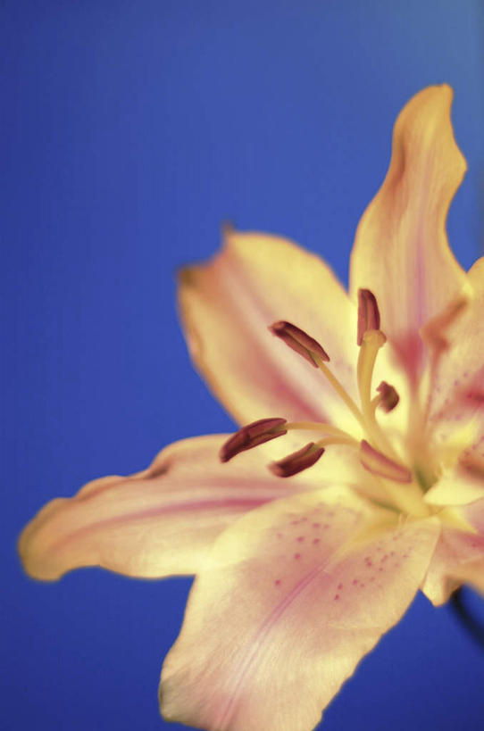 无人,竖图,室内,特写,白天,正面,百合花,蓝色背景,盛开,花蕾,花,花瓣,花朵,鲜花,一朵,粉色,花苞,花蕊,摄影,影棚,强瞿,百合蒜,倒仙,番韭,山丹,彩图,影棚拍摄,拍摄