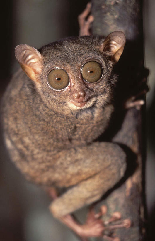 无人,站,竖图,室外,夜晚,正面,旅游,度假,美景,植物,哺乳动物,猴,野生动物,猴子,朦胧,模糊,景观,树桩,注视,娱乐,树,树干,树木,一只,绿色,自然,动物,观察,看,站着,享受,休闲,木桩,景色,放松,可爱,活泼,生长,成长,观看,察看,关注,自然风光,眼镜猴,站立,彩图,全身