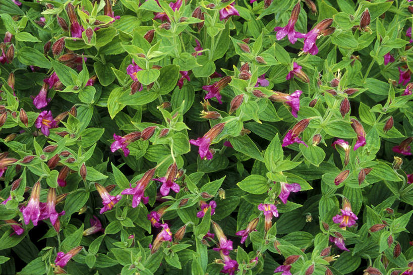 无人,横图,室外,白天,正面,旅游,度假,美景,植物,叶子,盛开,景观,绿叶,花蕾,娱乐,花,花瓣,花朵,鲜花,粉色,绿色,自然,花苞,花蕊,享受,休闲,嫩叶,景色,放松,生长,成长,自然风光,猴面花,沟酸浆,锦花沟酸浆,叶,叶片,彩图