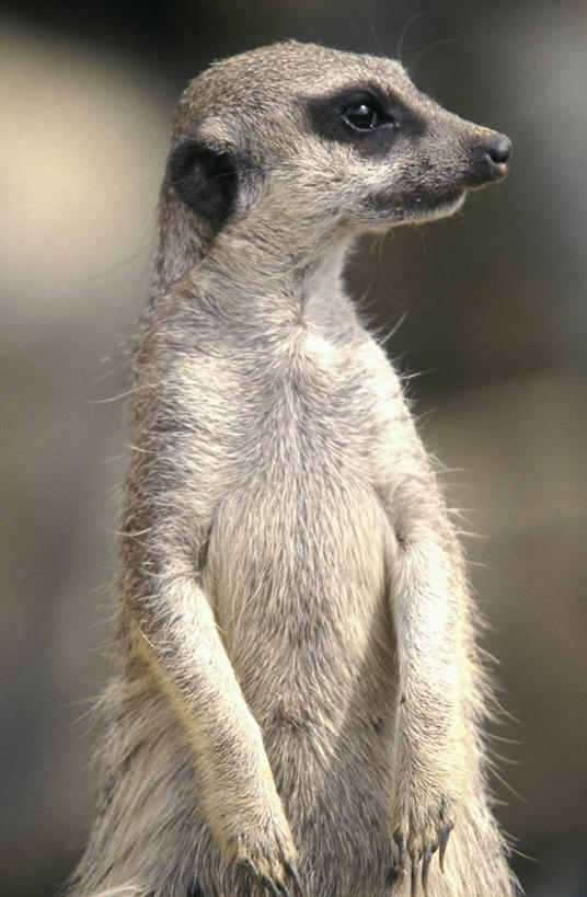 无人,站,竖图,室外,白天,正面,美景,哺乳动物,野生动物,阴影,朦胧,模糊,光线,影子,景观,扭头,注视,一只,阳光,自然,动物,观察,看,站着,转头,景色,可爱,活泼,观看,察看,关注,自然风光,狐獴,猫鼬,灰爪狸,细尾獴,站立,半身,彩图