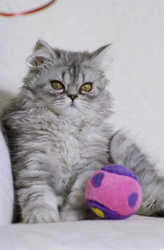 无人,坐,竖图,室内,白天,正面,游戏,沙发,宠物,猫,玩具,波斯猫,玩,注视,娱乐,球,一个,一只,动物,观察,看,休闲,可爱,益智,单个,观看,活动,察看,发泄,关注,消遣,智力,猫咪,布艺沙发,宣泄,玩耍,嬉戏,坐着,半身,彩图