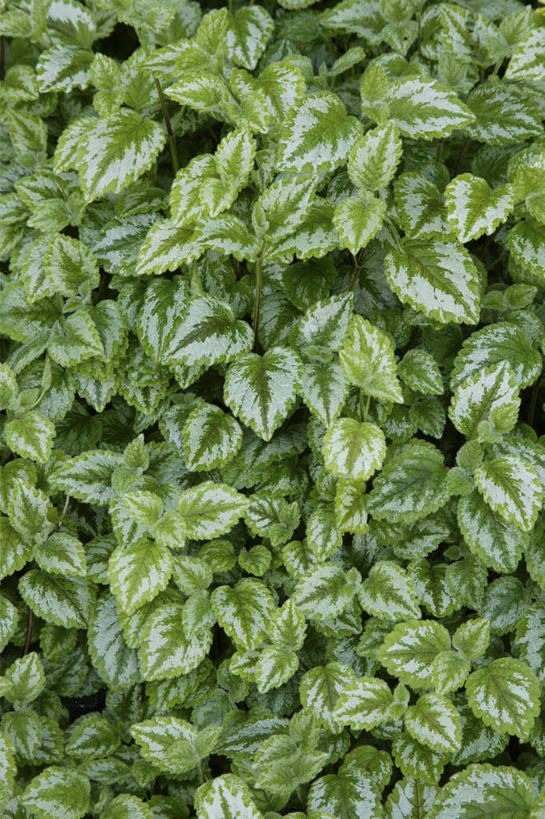 无人,竖图,俯视,室外,特写,白天,美景,植物,叶子,新鲜,纹理,景观,绿叶,草药,药草,中药,绿色,自然,嫩叶,景色,青春,生命,自然风光,药材,中草药,和平,安详,中药材,本草,肌理,刺荨麻,冷色,叶,叶片,叶脉,彩图,高角度拍摄