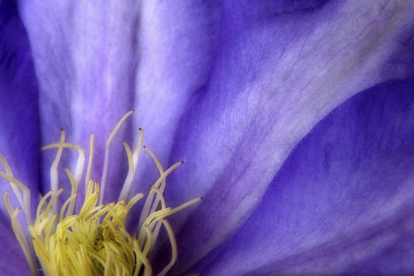 无人,横图,俯视,室内,特写,白天,神秘,盛开,铁线莲,花蕾,花,花瓣,花朵,鲜花,一朵,紫色,花苞,花蕊,番莲,威灵仙,山木通,优美,庄重,高贵,消极,冷色,孤寂,彩图,高角度拍摄,奢华