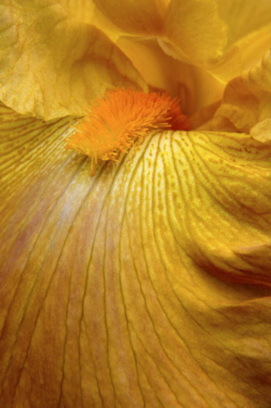 无人,竖图,室内,特写,白天,正面,植物,盛开,透明,草药,辉煌,花蕾,中药,花,花瓣,花朵,鲜花,一朵,黄色,花苞,花蕊,健康,活泼,希望,暖色,鸢尾,药材,中草药,光辉,中药材,本草,紫蝴蝶,蓝蝴蝶,乌鸢,扁竹花,光明,功名,轻快,彩图