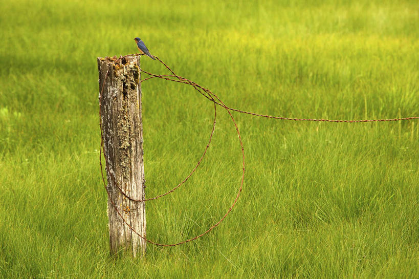 无人,站,横图,室外,白天,侧面,旅游,度假,草地,草坪,美景,植物,鸟,燕子,鸟类,景观,树桩,铁丝网,注视,娱乐,草,树,树干,一只,绿色,自然,观察,看,站着,享受,休闲,木桩,景色,放松,可爱,活泼,观看,察看,关注,自然风光,家燕,拙燕,铁蒺藜,站立,彩图,全身,益鸟