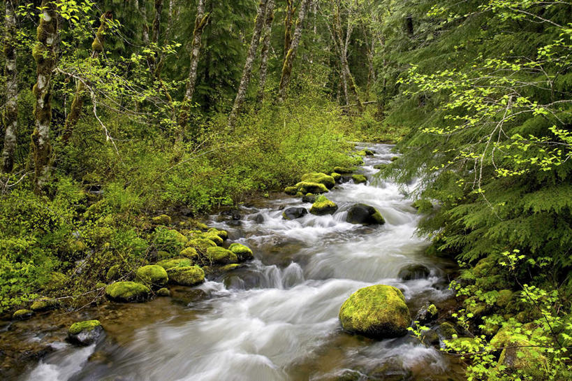 无人,横图,室外,白天,正面,旅游,度假,河流,石头,美景,森林,山,山脉,树林,水,植物,美国,朦胧,模糊,石子,河水,景观,山峰,水流,山峦,娱乐,树,树木,绿色,小溪,自然,群山,溪水,享受,休闲,景色,放松,生长,成长,北美,北美洲,自然风光,美洲,俄勒冈州,沉积岩,俄勒冈,北亚美利加洲,亚美利加洲,落日之州,水獭之州,海狸州,水成岩,胡德山,石块,岩石,彩图