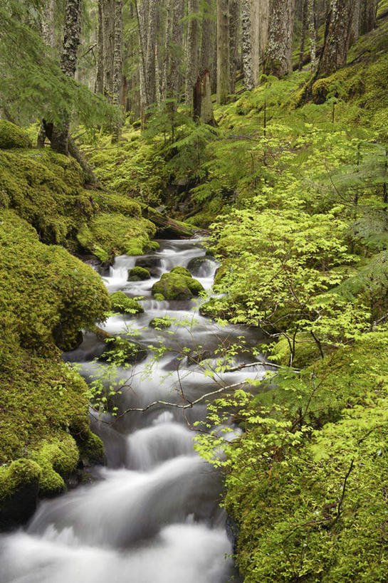 无人,竖图,室外,白天,正面,旅游,度假,河流,石头,美景,森林,山,山脉,树林,水,植物,美国,朦胧,模糊,石子,河水,景观,山峰,水流,山峦,娱乐,树,树木,绿色,小溪,自然,群山,溪水,享受,休闲,景色,放松,生长,成长,北美,北美洲,自然风光,美洲,俄勒冈州,沉积岩,俄勒冈,北亚美利加洲,亚美利加洲,落日之州,水獭之州,海狸州,水成岩,胡德山,石块,岩石,彩图