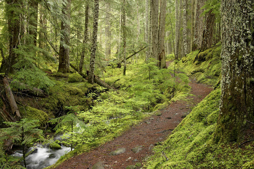 无人,横图,室外,白天,正面,旅游,度假,河流,石头,美景,森林,山,山脉,树林,水,植物,道路,路,美国,朦胧,模糊,石子,河水,景观,山峰,水流,小路,交通,山峦,娱乐,树,树木,绿色,小溪,自然,群山,溪水,享受,休闲,景色,放松,乡间小路,生长,成长,北美,北美洲,自然风光,美洲,俄勒冈州,沉积岩,俄勒冈,北亚美利加洲,亚美利加洲,落日之州,水獭之州,海狸州,水成岩,胡德山,石块,岩石,彩图