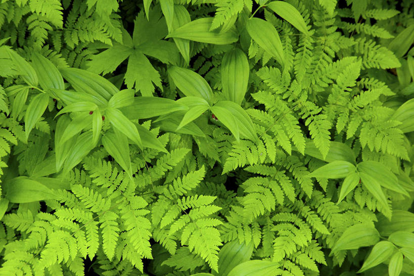 无人,横图,俯视,室外,特写,白天,旅游,度假,火山,美景,植物,叶子,华盛顿,美国,新鲜,纹理,景观,绿叶,娱乐,绿色,自然,享受,休闲,嫩叶,景色,放松,青春,北美,北美洲,生命,自然风光,美洲,和平,安详,华盛顿州,西雅图,雷尼尔山国家公园,瑞尼尔山国家公园,肌理,常绿之州,常青州,北亚美利加洲,亚美利加洲,绿宝石城,翡翠之城,雨城,常绿之城,阿拉斯加门户,女王之城,喷气机之城,常青城,冷色,叶,叶片,叶脉,活火山,彩图,高角度拍摄