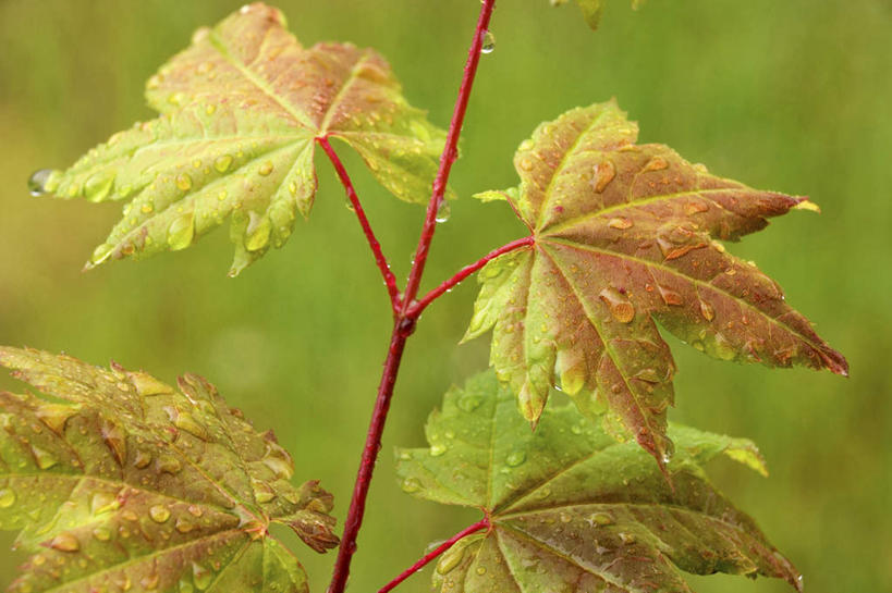 无人,横图,室外,特写,白天,正面,美景,水,露水,叶子,朦胧,模糊,透明,液体,景观,水滴,枫叶,枯叶,落叶,水珠,黄色,红色,自然,露珠,景色,生机,枫树叶,剔透,自然风光,灵动,通明,叶,叶片,彩图,葡萄槭,藤枫,藤槭,晶莹