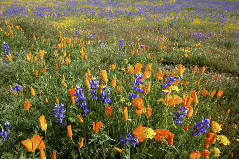 无人,横图,室外,白天,正面,旅游,度假,花海,花圃,美景,植物,叶子,美国,盛开,景观,花蕾,娱乐,花,花瓣,花朵,花卉,鲜花,绿色,自然,花丛,花束,花田,花苞,花蕊,享受,休闲,景色,放松,北美,北美洲,加利福尼亚,自然风光,美洲,加州,加利福尼亚州,圣路易斯.奥比斯波,卡里索平原,金州,黄金州,北亚美利加洲,亚美利加洲,圣路易斯奥比斯波,圣路易斯.奥比斯波县,彩图