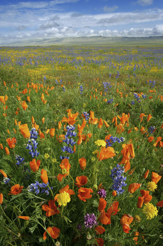 无人,竖图,室外,白天,正面,旅游,度假,花海,花圃,美景,植物,叶子,美国,阴影,盛开,光线,影子,地平线,景观,云,云朵,辽阔,地面,花蕾,云彩,娱乐,花,花瓣,花朵,花卉,鲜花,蓝色,绿色,白云,蓝天,天空,阳光,自然,花丛,花束,花田,天,花苞,花蕊,享受,休闲,广阔,景色,放松,晴朗,一望无际,北美,北美洲,加利福尼亚,自然风光,延伸,美洲,加州,加利福尼亚州,圣路易斯.奥比斯波,卡里索平原,金州,黄金州,天地相交,北亚美利加洲,亚美利加洲,圣路易斯奥比斯波,圣路易斯.奥比斯波县,无边无际,一马平川,晴空,彩图