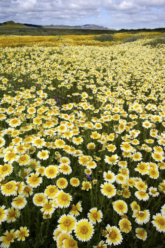 无人,竖图,室外,白天,正面,旅游,度假,快乐,幸福,花海,花圃,美景,植物,叶子,美国,阴影,盛开,光线,影子,景观,云,云朵,玛格丽特,花蕾,云彩,娱乐,雏菊,花,花瓣,花朵,花卉,鲜花,蓝色,绿色,白云,蓝天,天空,阳光,自然,花丛,花束,花田,天,花苞,花蕊,享受,休闲,菊花,景色,放松,活力,晴朗,希望,北美,北美洲,坚强,加利福尼亚,自然风光,美洲,和平,离别,加州,加利福尼亚州,圣路易斯.奥比斯波,卡里索平原,金州,黄金州,延命菊,幸福花,春菊,马兰头花,北亚美利加洲,亚美利加洲,暗恋,纯情,单恋,圣路易斯奥比斯波,圣路易斯.奥比斯波县,天真,晴空,彩图,愉快