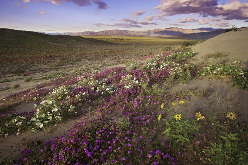 无人,公园,横图,室外,白天,正面,旅游,度假,花海,花圃,美景,沙漠,植物,叶子,美国,阴影,盛开,光线,影子,景观,云,云朵,花蕾,云彩,娱乐,花,花瓣,花朵,花卉,鲜花,蓝色,绿色,白云,蓝天,天空,阳光,自然,花丛,花束,花田,天,花苞,花蕊,享受,休闲,景色,放松,晴朗,北美,北美洲,加利福尼亚,自然风光,美洲,加州,加利福尼亚州,安萨玻里哥沙漠公园,金州,黄金州,北亚美利加洲,亚美利加洲,大漠,砂漠,晴空,彩图